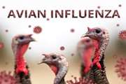 Avian Influenza Portal