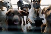 Stepping up dog population management to achieve rabies elimination