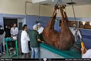 Specialized horse surgery in Mashhad Ferdowsi Veterinary College
