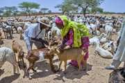 Preserving antimicrobials as lifesavers for humans, animals, plants and ecosystems